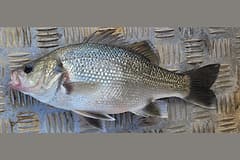Australian bass (Percalates novemaculeata) caught near Kilcoy, lying side-on on checker plate