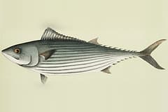 Illustration of an Australian bonito (Sarda australis) side-on, from McCoy's Prodromus of the Zoology of Victoria