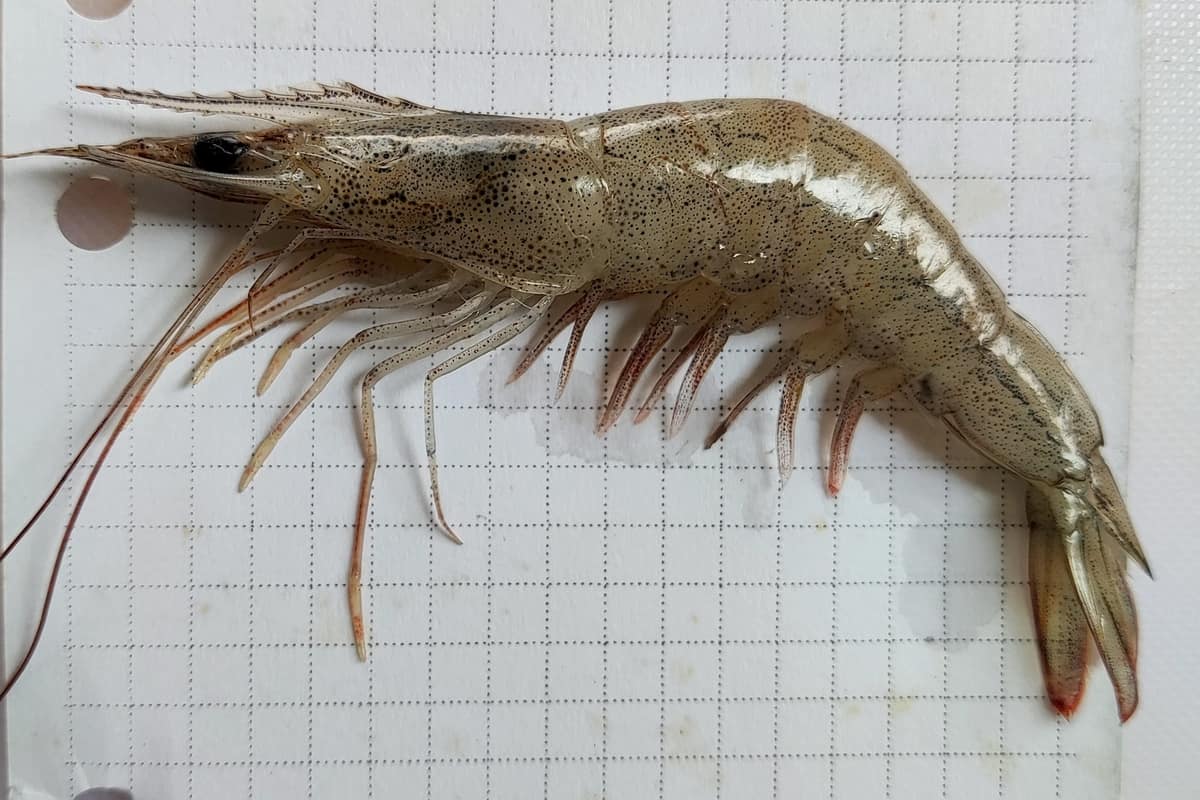 A prawn identified by the photographer as a banana prawn (Penaeus merguiensis), lying side-on