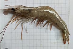 A prawn identified by the photographer as a banana prawn (Penaeus merguiensis), lying side-on