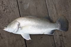 Barramundi (Lates calcarifer) freshly caught, lying side-on on timber boards