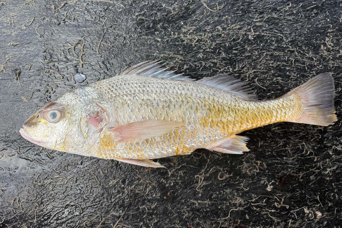 Barred javelin (Pomadasys kaakan) caught at Beachmere in Moreton Bay, lying side-on