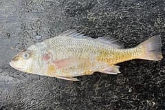 Barred javelin (Pomadasys kaakan) caught at Beachmere in Moreton Bay, lying side-on