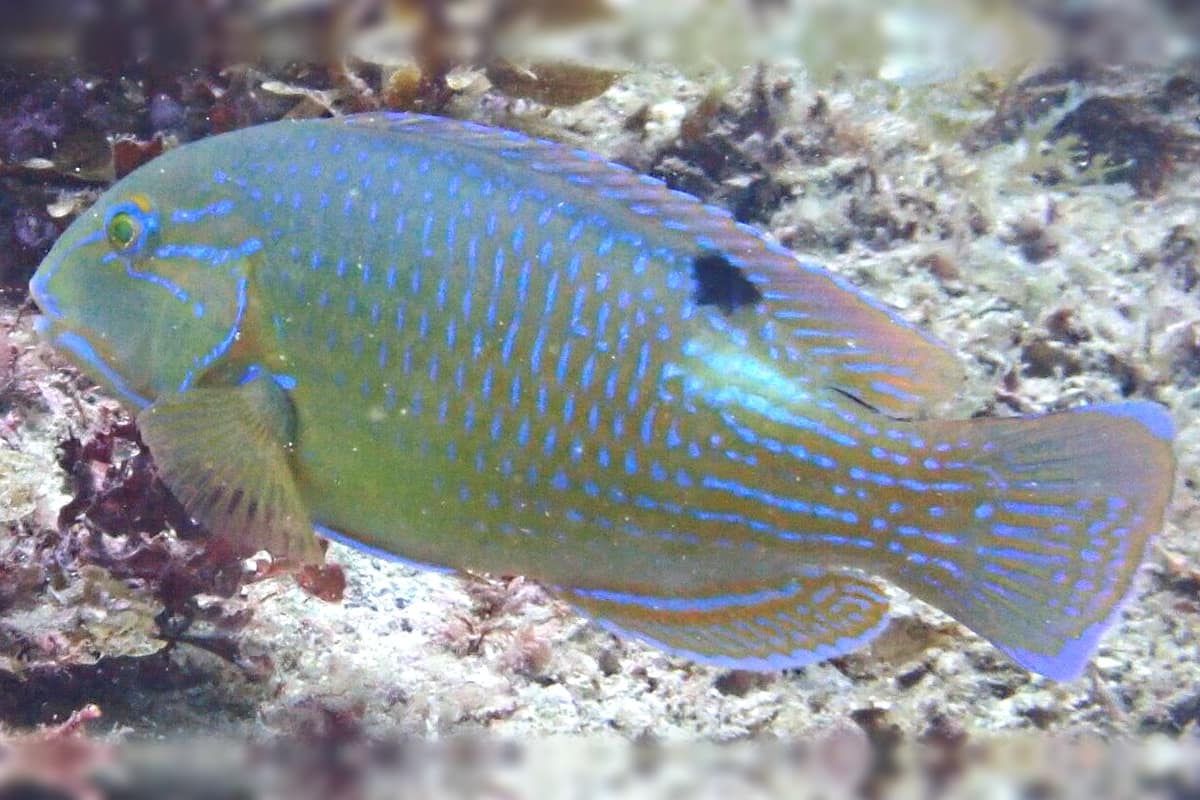 Blackspot tuskfish (Choerodon schoenleinii) swimming side-on over a reef