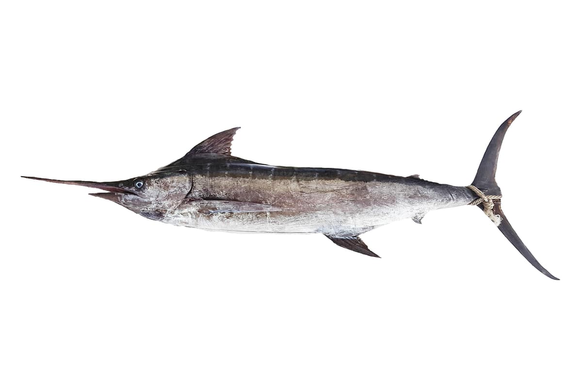 Blue marlin (Makaira nigricans) side-on on a white background