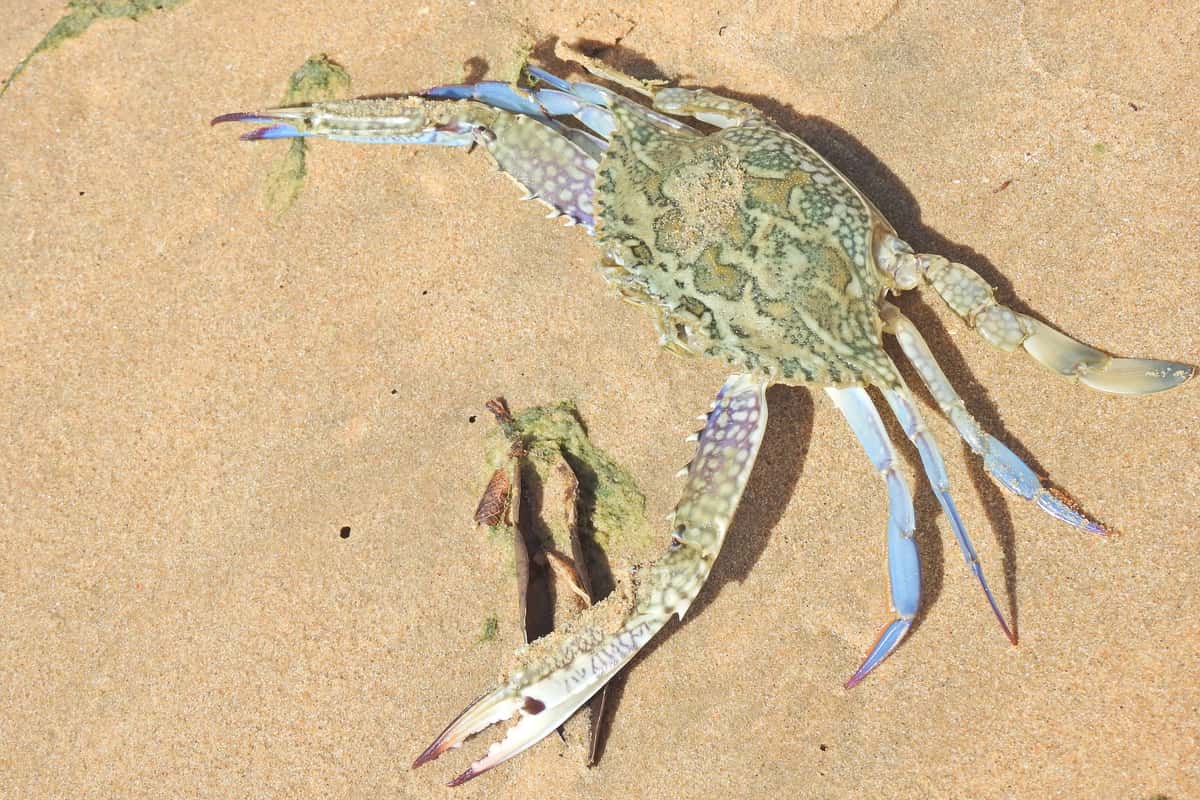 Blue swimmer crab (Portunus armatus) seen from above on wet sand