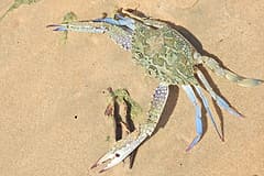 Blue swimmer crab (Portunus armatus) seen from above on wet sand