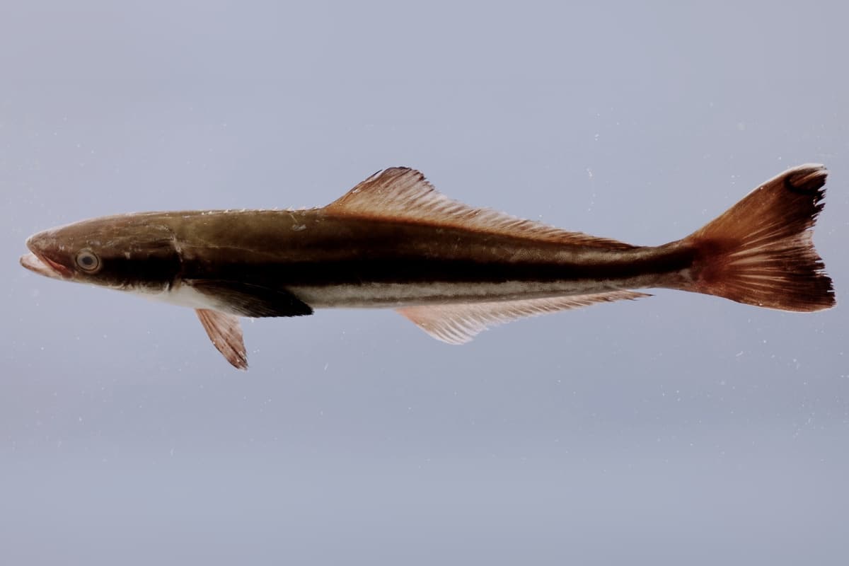 Juvenile cobia (Rachycentron canadum) side-on on a grey background, showing the dark stripe along its side