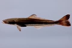 Juvenile cobia (Rachycentron canadum) side-on on a grey background, showing the dark stripe along its side