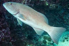 Common coral trout (Plectropomus leopardus) on a reef, in its pale colour phase