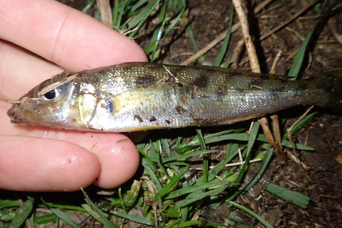 Diver whiting (Sillago maculata) held side-on, showing the dark blotches along its back