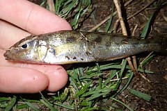 Diver whiting (Sillago maculata) held side-on, showing the dark blotches along its back