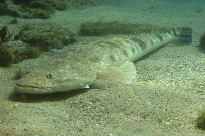 Dusky flathead (Platycephalus fuscus) lying on sand underwater