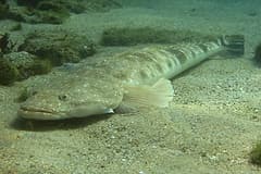 Dusky flathead (Platycephalus fuscus) lying on sand underwater