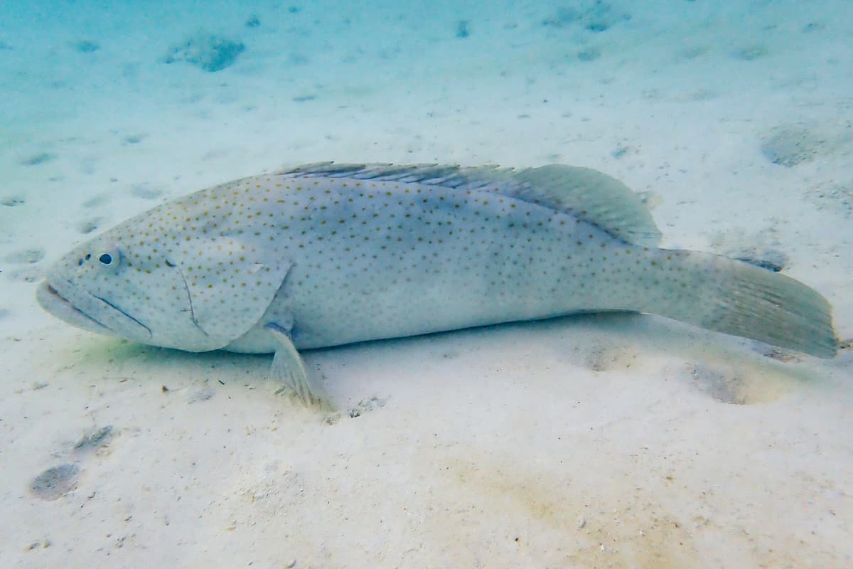 Estuary cod (Epinephelus coioides) resting on sand underwater, showing its orange-brown spots