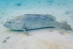 Estuary cod (Epinephelus coioides) resting on sand underwater, showing its orange-brown spots