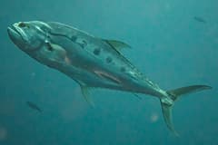 Giant queenfish (Scomberoides commersonnianus) swimming underwater, showing the oval blotches along its side