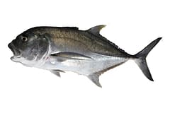 Giant trevally (Caranx ignobilis) side-on on a white background