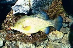 Golden perch, or yellowbelly (Macquaria ambigua), freshly caught and lying side-on on rocks