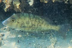 Grass sweetlip, or grass emperor (Lethrinus laticaudis), swimming over a reef at Magnetic Island