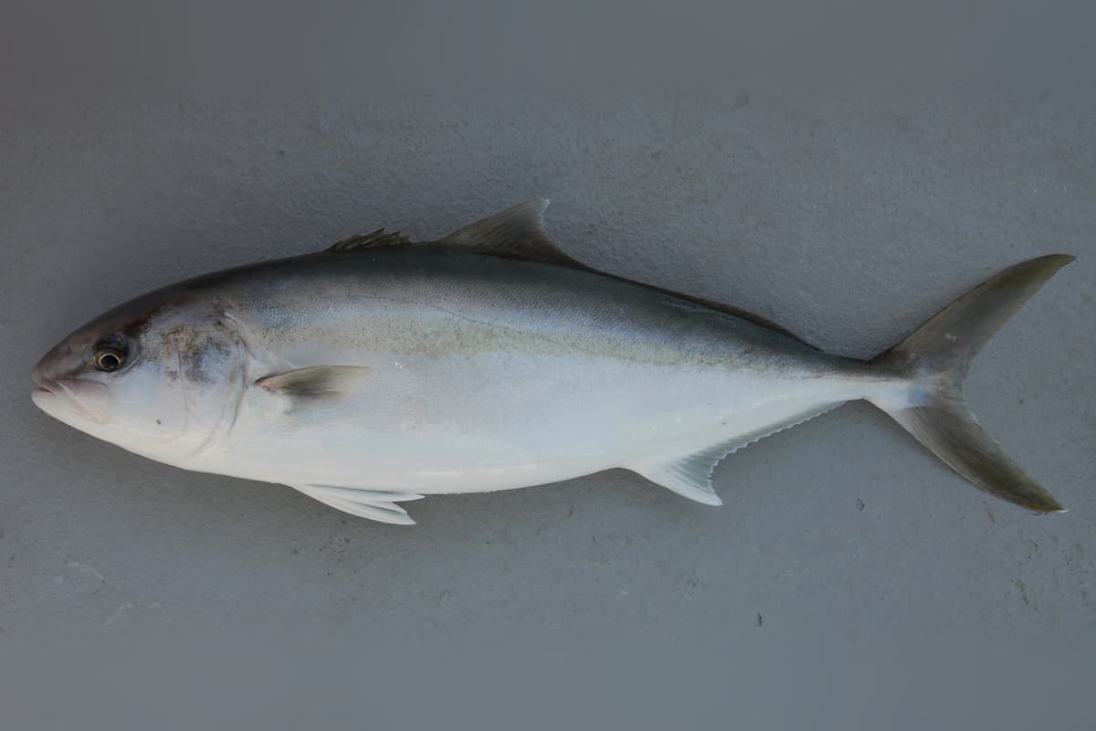 Greater amberjack (Seriola dumerili) side-on on a grey background