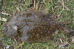 Large-toothed flounder (Pseudorhombus arsius) lying eyed side up on grass