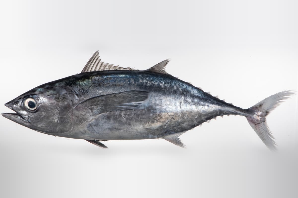Longtail tuna (Thunnus tonggol) museum specimen, side-on on a white background