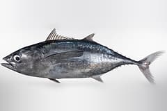 Longtail tuna (Thunnus tonggol) museum specimen, side-on on a white background