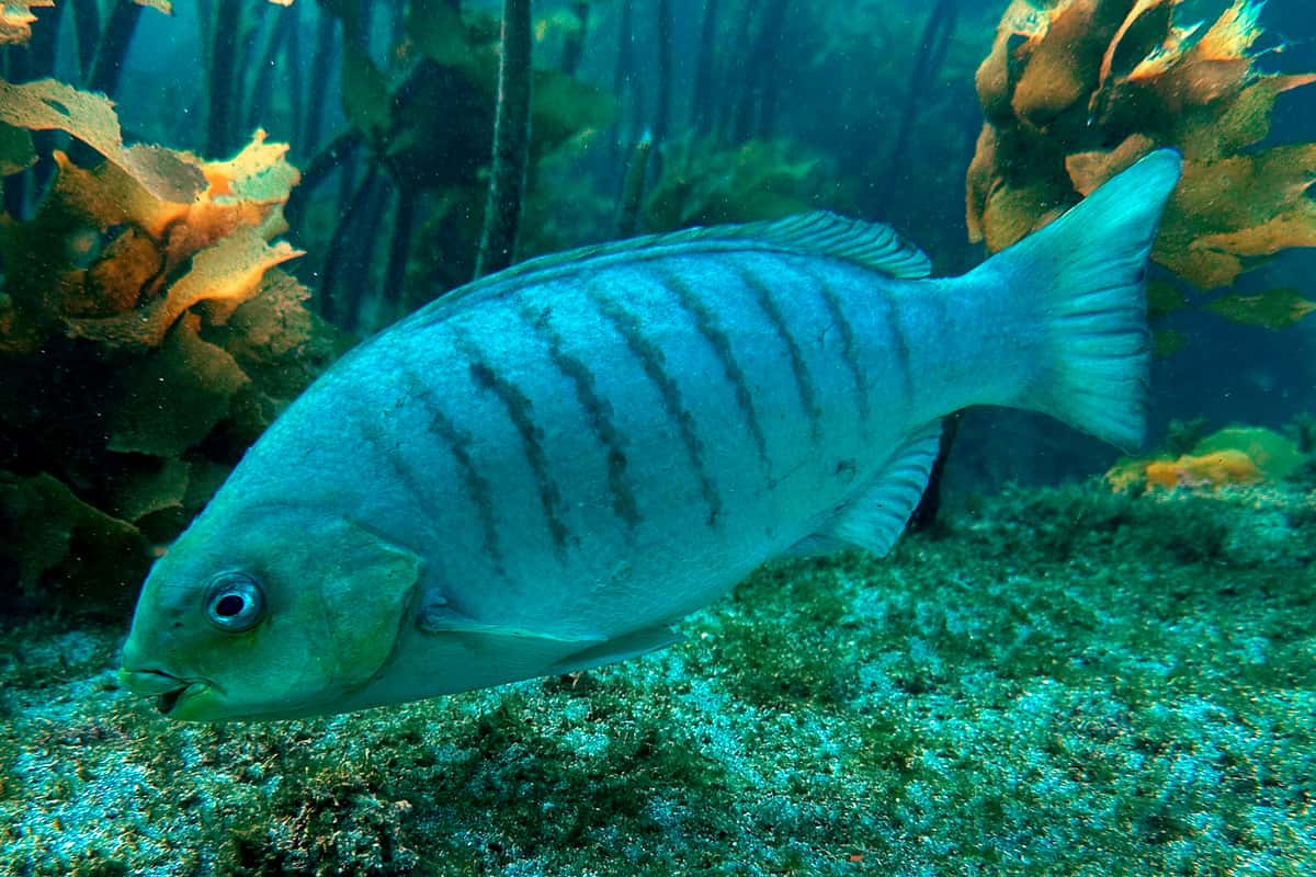 Luderick (Girella tricuspidata) swimming over kelp, showing its dark vertical bars