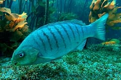 Luderick (Girella tricuspidata) swimming over kelp, showing its dark vertical bars