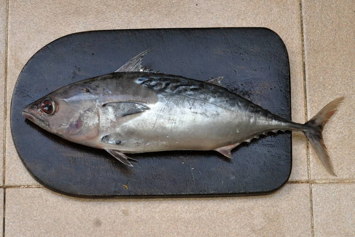 Mac tuna, or mackerel tuna (Euthynnus affinis), side-on, showing the wavy lines on its back