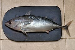 Mac tuna, or mackerel tuna (Euthynnus affinis), side-on, showing the wavy lines on its back