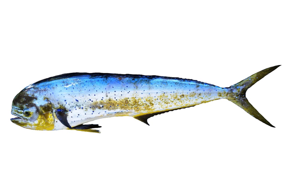 Mahi mahi, or dolphinfish (Coryphaena hippurus), side-on on a white background