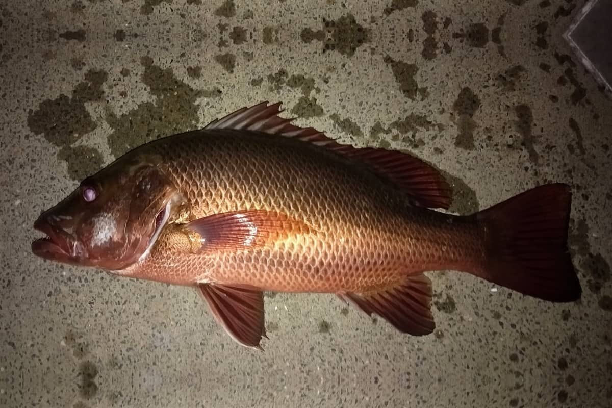 Mangrove jack (Lutjanus argentimaculatus) freshly caught, lying side-on on a wharf