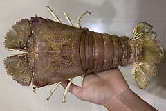A flathead lobster (Thenus orientalis), the bug genus that includes Moreton Bay bugs, held in a hand and seen from above