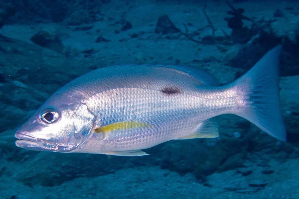 Moses perch (Lutjanus russellii) swimming side-on, showing the black spot below its dorsal fin