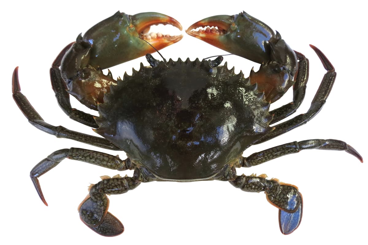 Mud crab (Scylla serrata) seen from above on a white background