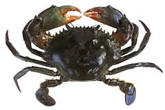 Mud crab (Scylla serrata) seen from above on a white background