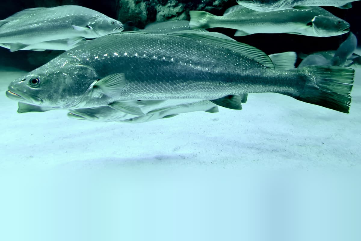 Mulloway (Argyrosomus japonicus) swimming side-on in an aquarium