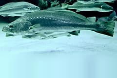 Mulloway (Argyrosomus japonicus) swimming side-on in an aquarium
