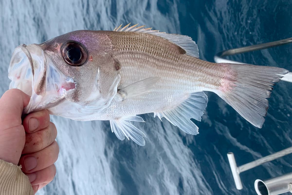 Pearl perch (Glaucosoma scapulare) freshly caught, held side-on