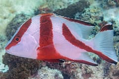 Red emperor (Lutjanus sebae) swimming over a reef, showing its broad red bands