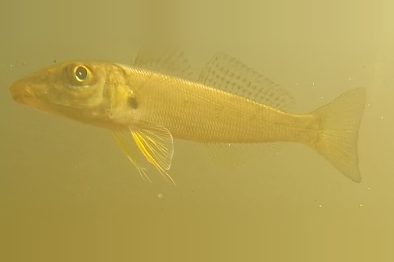 Sand whiting (Sillago ciliata) swimming side-on in an estuary
