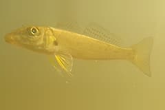 Sand whiting (Sillago ciliata) swimming side-on in an estuary