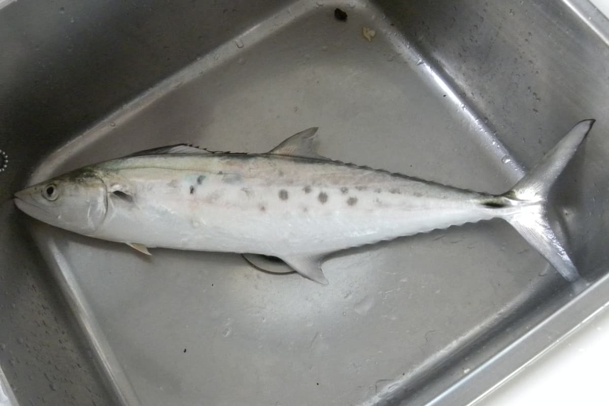 School mackerel (Scomberomorus queenslandicus) freshly caught, showing the dark blotches along its side