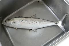School mackerel (Scomberomorus queenslandicus) freshly caught, showing the dark blotches along its side