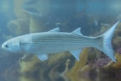 Sea mullet (Mugil cephalus) swimming side-on underwater