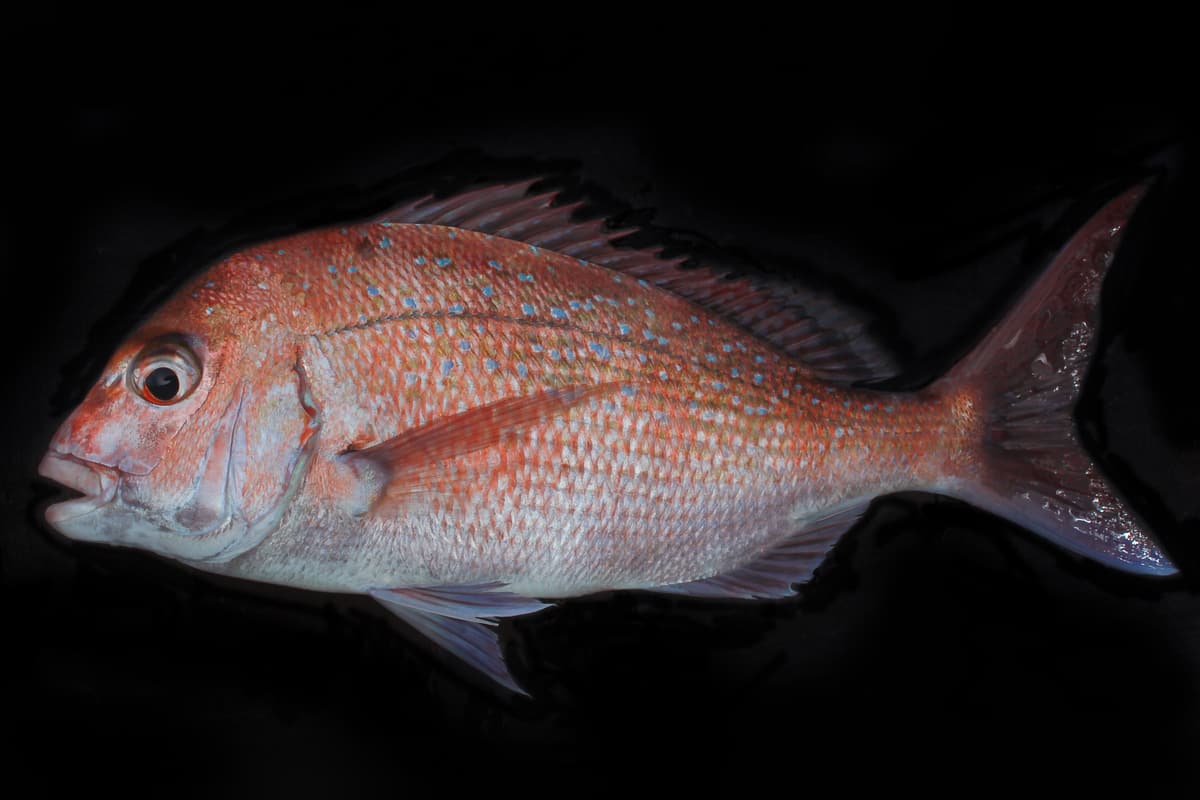 Snapper (Chrysophrys auratus) lying side-on on a dark background, showing its blue spots
