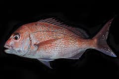 Snapper (Chrysophrys auratus) lying side-on on a dark background, showing its blue spots