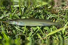 Snub-nosed garfish (Arrhamphus sclerolepis) caught at Lake Samsonvale, lying side-on on grass